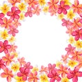 Frame made of plumeria frangipani garland. Floral design. Hawaiian blossom. Hand-drawn watercolor illustration isolated