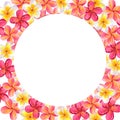 Round frame made of plumeria frangipani garland. Floral design. Hawaiian blossom. Hand-drawn watercolor illustration