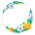 Round frame with white and orange spring crocuses. Royalty Free Stock Photo