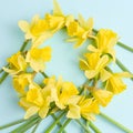 Round frame of yellow flowers on a blue background. beautiful spring flowers of daffodils. simple holiday layout. flat lay, top