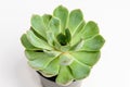 Round fresh succulent plant in a black pot isolated on white, side view, with space for text Royalty Free Stock Photo