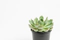 Round fresh succulent plant in a black pot isolated on white, side view, with space for text Royalty Free Stock Photo