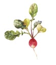 Round garden radish with leaves in watercolor