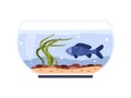 Round glass home fishbowl with blue fish and seaweed, algae and little stones on sand, aquarium aquatic pet vector Royalty Free Stock Photo