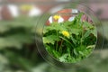 Round glass window with bricks and dandelions Royalty Free Stock Photo