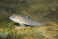 Round goby Neogobius melanostomus underwater