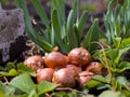 Round golden onion on the background of natural spring greenery, useful plant vitamins, onion seeds, vegetable garden