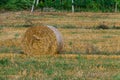 Round golden rolls of straw bales in the field after harvesting