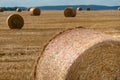 Round golden straw bales lie on the field after the grain harvest. A bale of hay close-up. The harvest season of grain crops Royalty Free Stock Photo