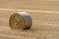 Round golden straw bales lie on the field after the grain harvest. A bale of hay close-up. The harvest season of grain crops Royalty Free Stock Photo