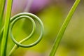 Round grass close up macro background