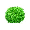 Round green bush on a white isolated background. Decorative shrub for the design of a park, garden or green fence.