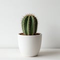 A round, green cactus with multiple vertical ridges and sharp spines is in a plain white Royalty Free Stock Photo