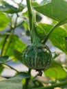 Round green eggplant fruit with white stripes that grows on the tree. Royalty Free Stock Photo