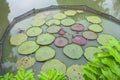 Round green giant lotus leaf floating in lake. Royalty Free Stock Photo