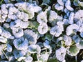 Round green grass plant leaves covered with thick layer of rime in sunlight in cold autumn morning in macro view Royalty Free Stock Photo