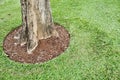 round of green grass and the strong base of the tree.