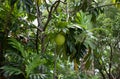 A round, green unripe breadfruit growing on a tall tree with nature background Royalty Free Stock Photo