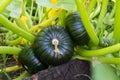 Green round trunk zucchini in the organic garden plant. orginarians from south america