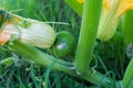 Green round trunk zucchini in the organic garden plant. orginarians from south america