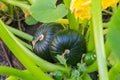 Green round trunk zucchini in the organic garden plant. orginarians from south america