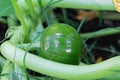 Green round trunk zucchini in the organic garden plant. orginarians from south america