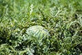 Round growing hidden watermelon bathed in sunlight Royalty Free Stock Photo