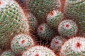 Round growing multiple cactus Royalty Free Stock Photo