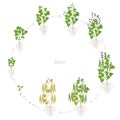 Round growth stages of bean plant with roots. Bean family Fabaceae. Circular phases set ripening period. Life cycle, animation Royalty Free Stock Photo