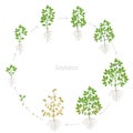 Round growth stages of Soybean plant with roots. Soya bean circular phases set ripening period. Glycine max life cycle, animation