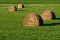 Round hay bales Royalty Free Stock Photo