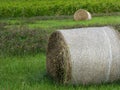 Wrapped round hay bales, clover and vineyard grapes