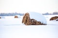 Round hay bales covered with snow in a farm field Royalty Free Stock Photo