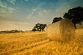 Round hay bales in field Royalty Free Stock Photo