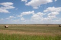 Round Hay Bales in a Field with Fluffy White Clouds Overhead