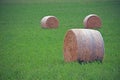 Round hay bales in green wildflower field Royalty Free Stock Photo