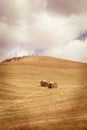 Round hay bales in hayfield