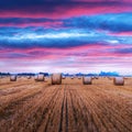 Round hay bales scattered across a farm field Royalty Free Stock Photo