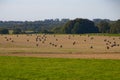 Round hay bales on a stubble field Royalty Free Stock Photo