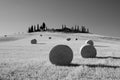 Round hay bales, Tuscany, Italy. B&W