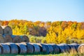 Round hay bales in a Wisconsin field surrounded by a colorful forest in October Royalty Free Stock Photo