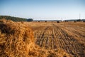 Round hay or straw bales in in countryside. close-up. Royalty Free Stock Photo