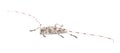 round head or Roundheaded Wood borer - Acanthocinus obsoletus - is a species of longhorn beetle with long antennae of the