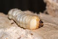 Round Headed Borer Larva