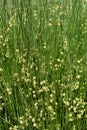 Bulrush flowers Royalty Free Stock Photo