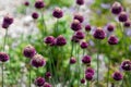 Round-headed Leek, Round-headed Garlic or Ball-head Onion - Allium Sphaerocephalon