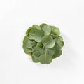 Round heap from evergreen Eucalyptus leaves on a white background.