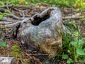 Round hollow, tree trunk