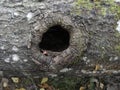 A round hollow in the trunk of an old tree. Abstract hollow of oak tree trunk . Cavity in an apple tree