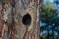 Round hollow in the trunk of a pine tree